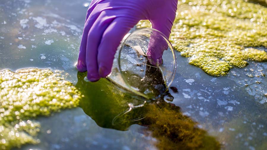 Ecologist Taking Sample Of Algae Bloom Water Quality Technology