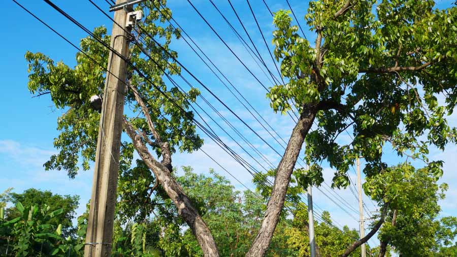 Fulcrum And Overstory Partnership Trees Encroaching On Power Lines