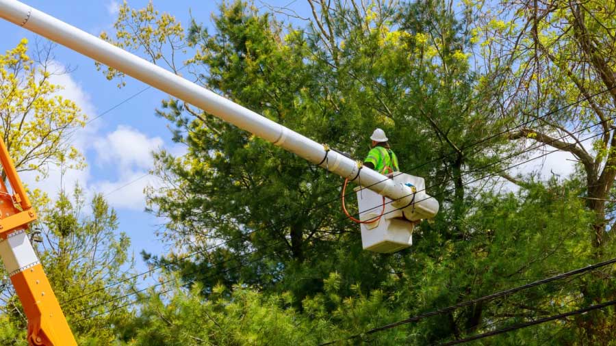 Fulcrum And Overstory, Working The Same Problem From Both Ends Feature - tree encroaching on utility line and infrastructure